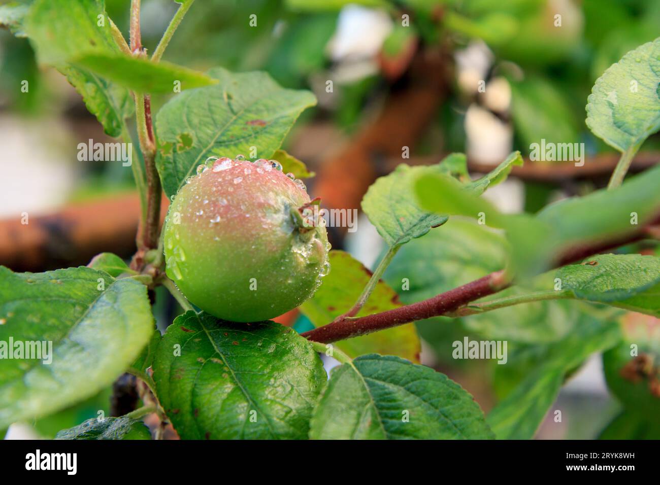 Fruit of an immature apple on the branch of the tree. Stock Photo