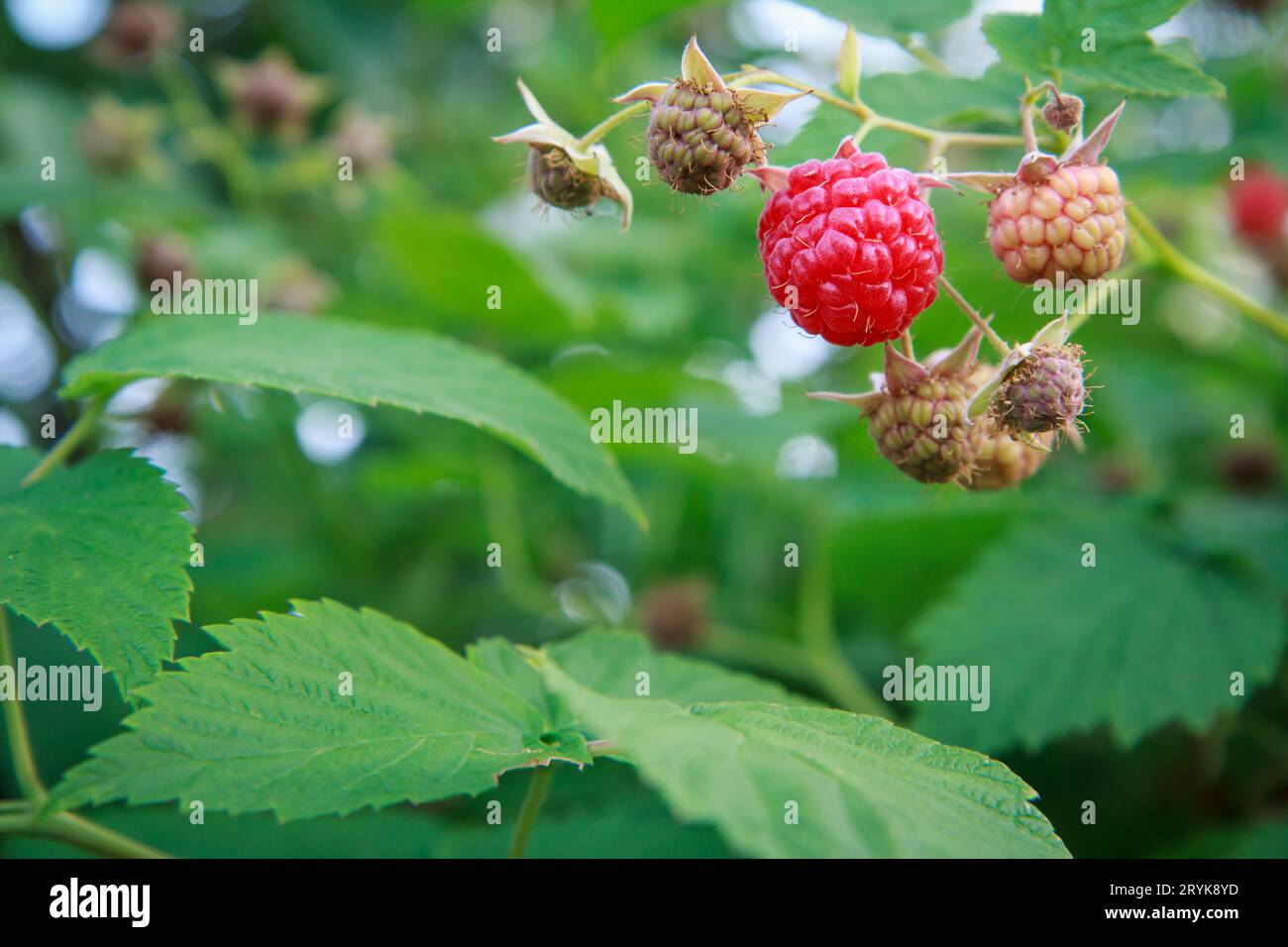 Ripe raspberries leaf in hi-res stock photography and images - Alamy