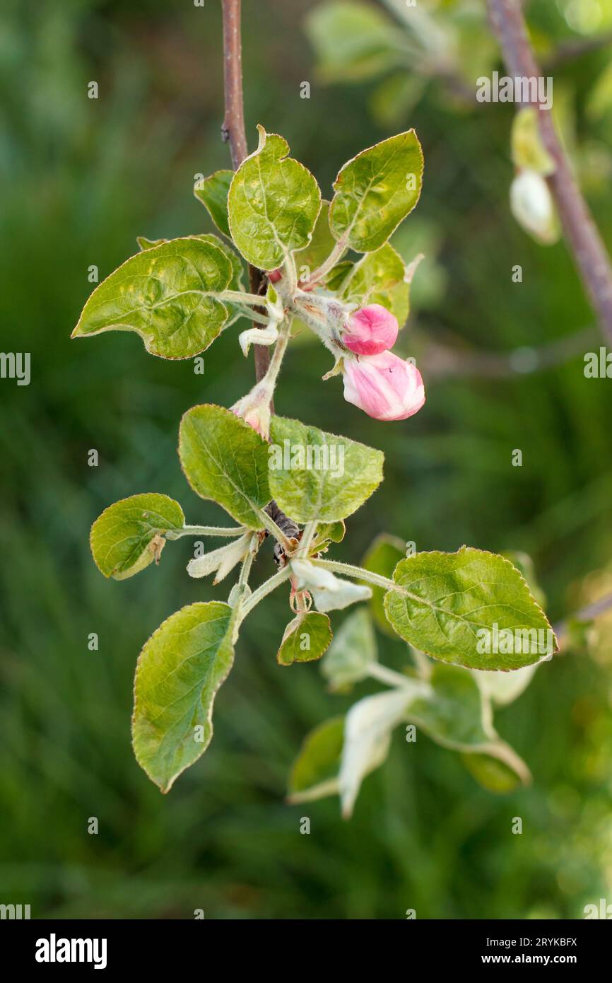 Flowering branch of the apple tree. The small leaves and pink flowers. Stock Photo