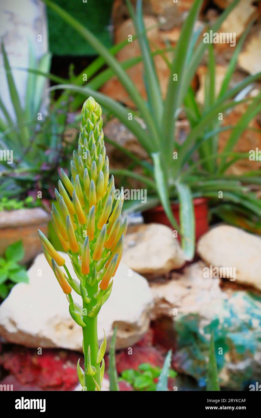 aloe Vera cactus plant blooming orange flowers Stock Photo