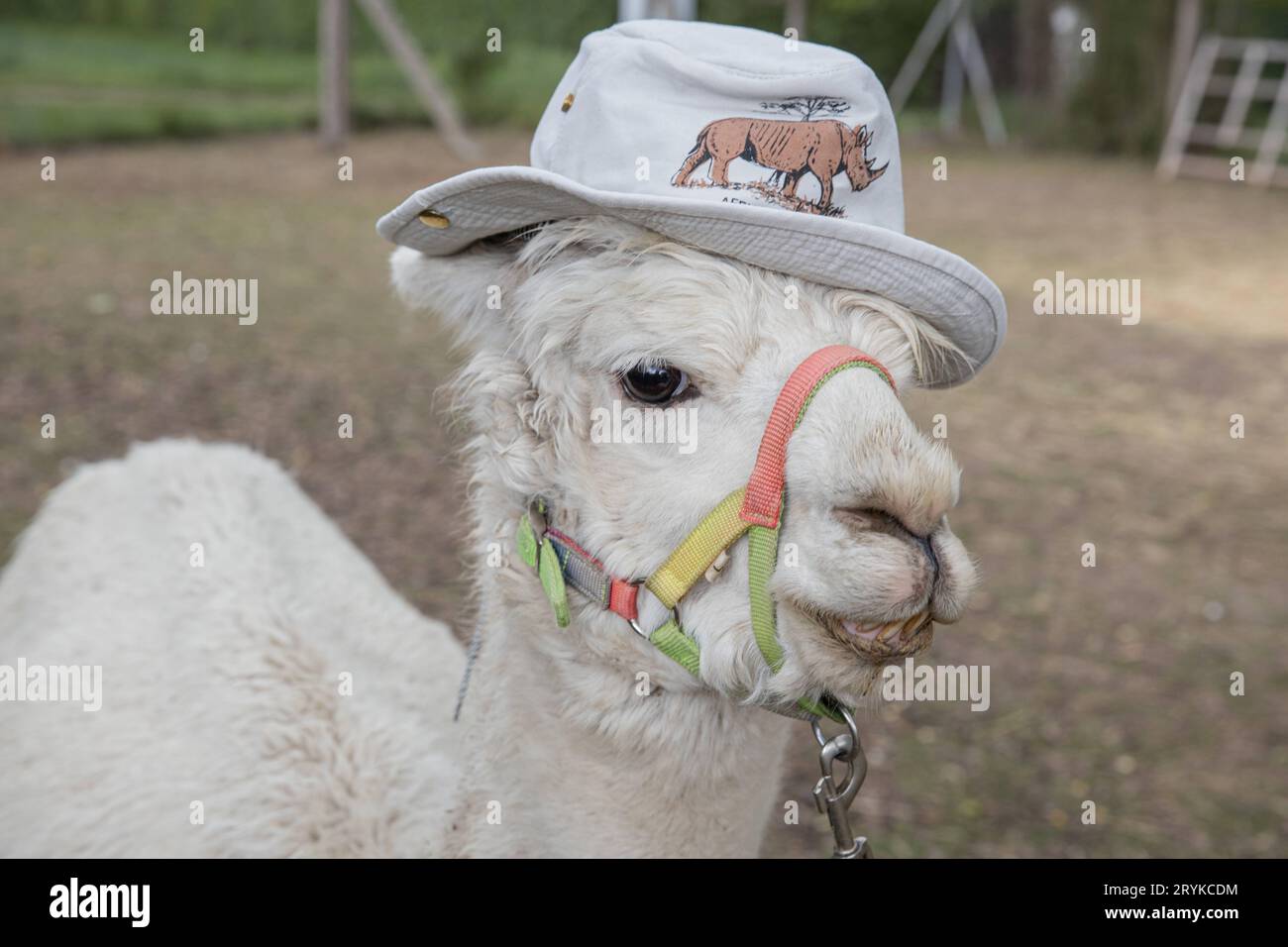 Alpakawanderung Thueringen 02052020 - Alpakas der Alpakaninchen-Farm in ...