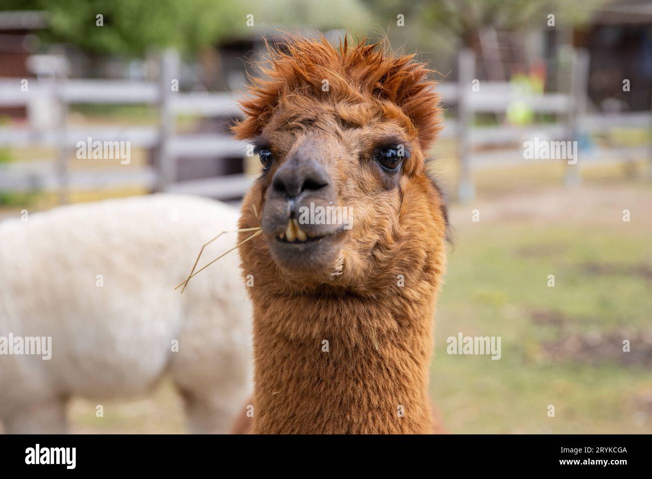 Alpakawanderung Thueringen 02052020 - Alpakas der Alpakaninchen-Farm in ...
