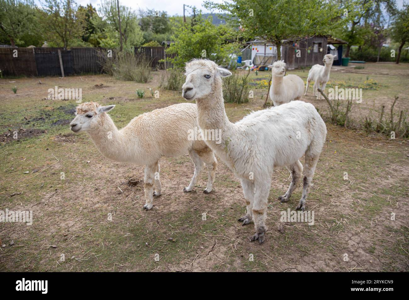 Alpakawanderung Thueringen 02052020 - Alpakas der Alpakaninchen-Farm in ...