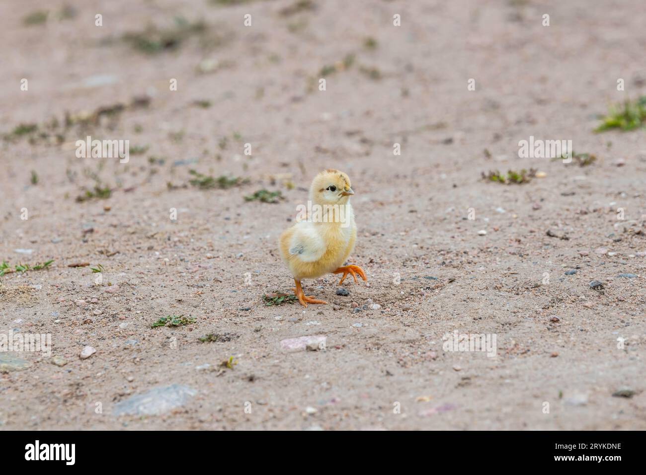 A peachick in Terry Bison Ranch, Wyoming Stock Photo