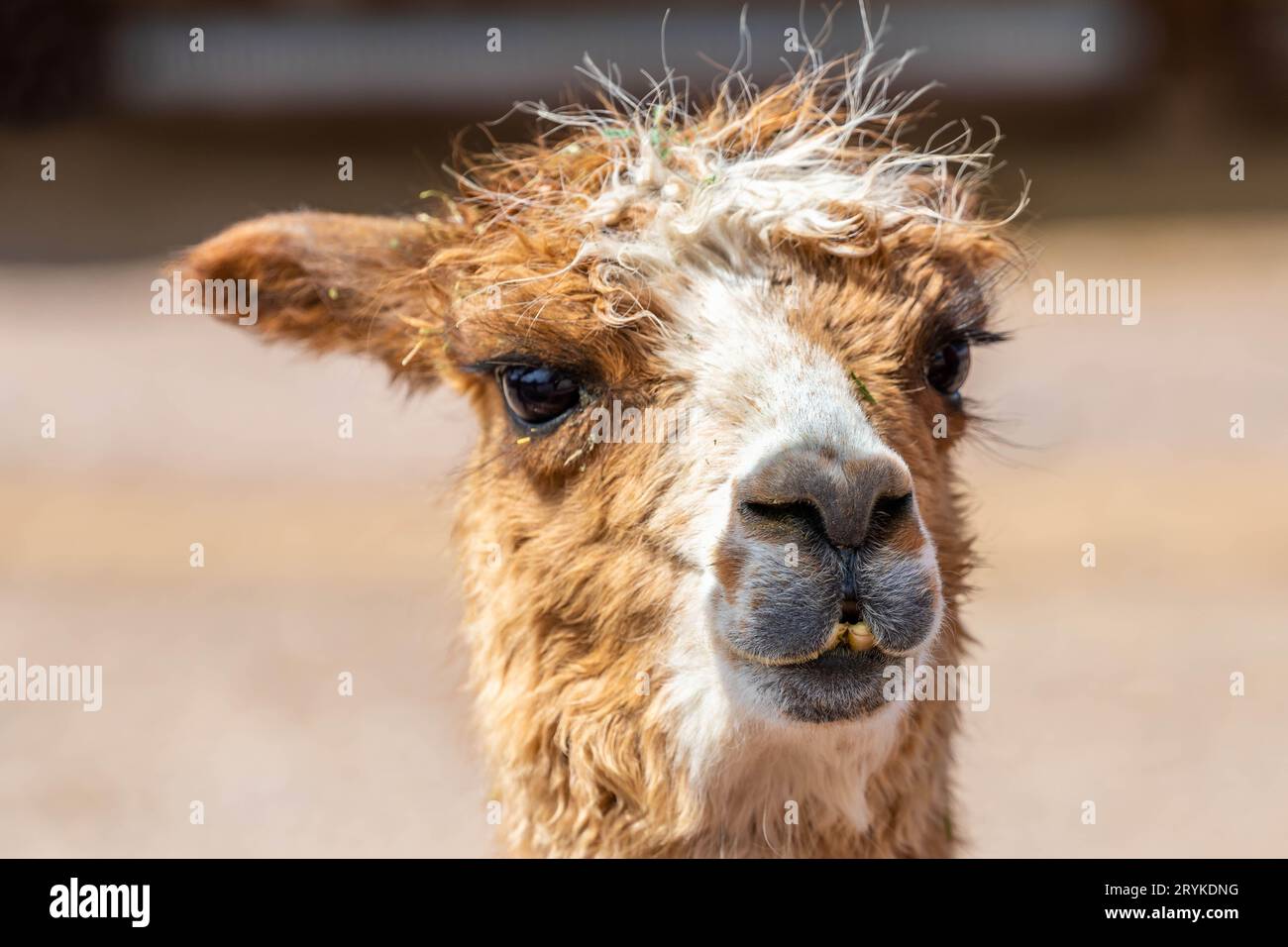 An Alpaca in the field of Terry Bison Ranch, Wyoming Stock Photo