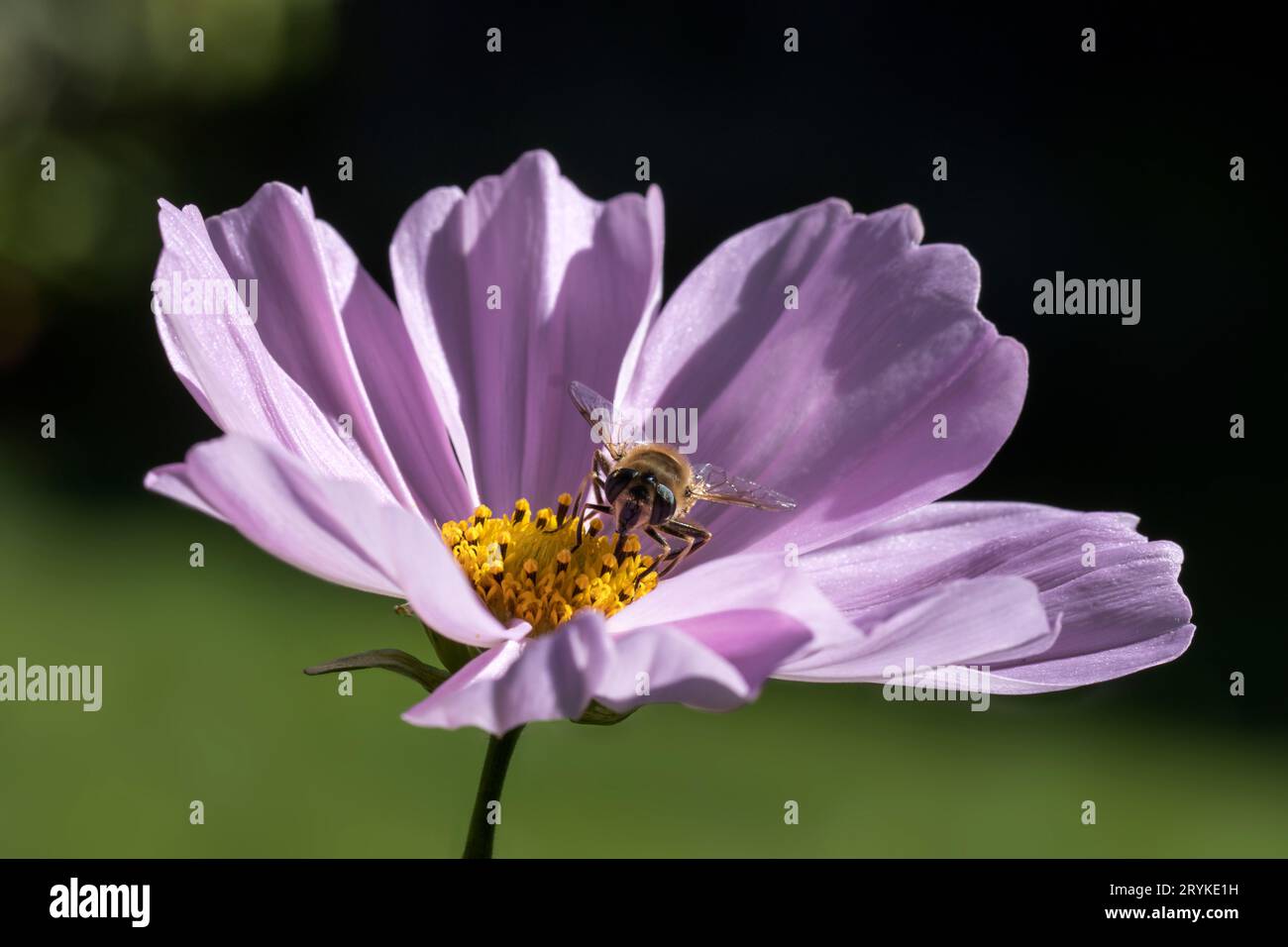 Hoverfly Syrphus RibesII Hoverfly on Pink Cosmos Daisy Stock Photo