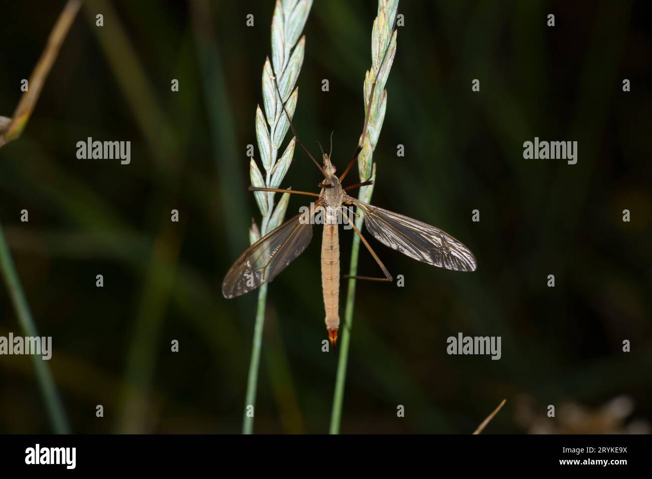 Tipula maxima Family Tipulidae Genus Tipula Large crane Mosquito wild nature insect wallpaper, picture, photography Stock Photo