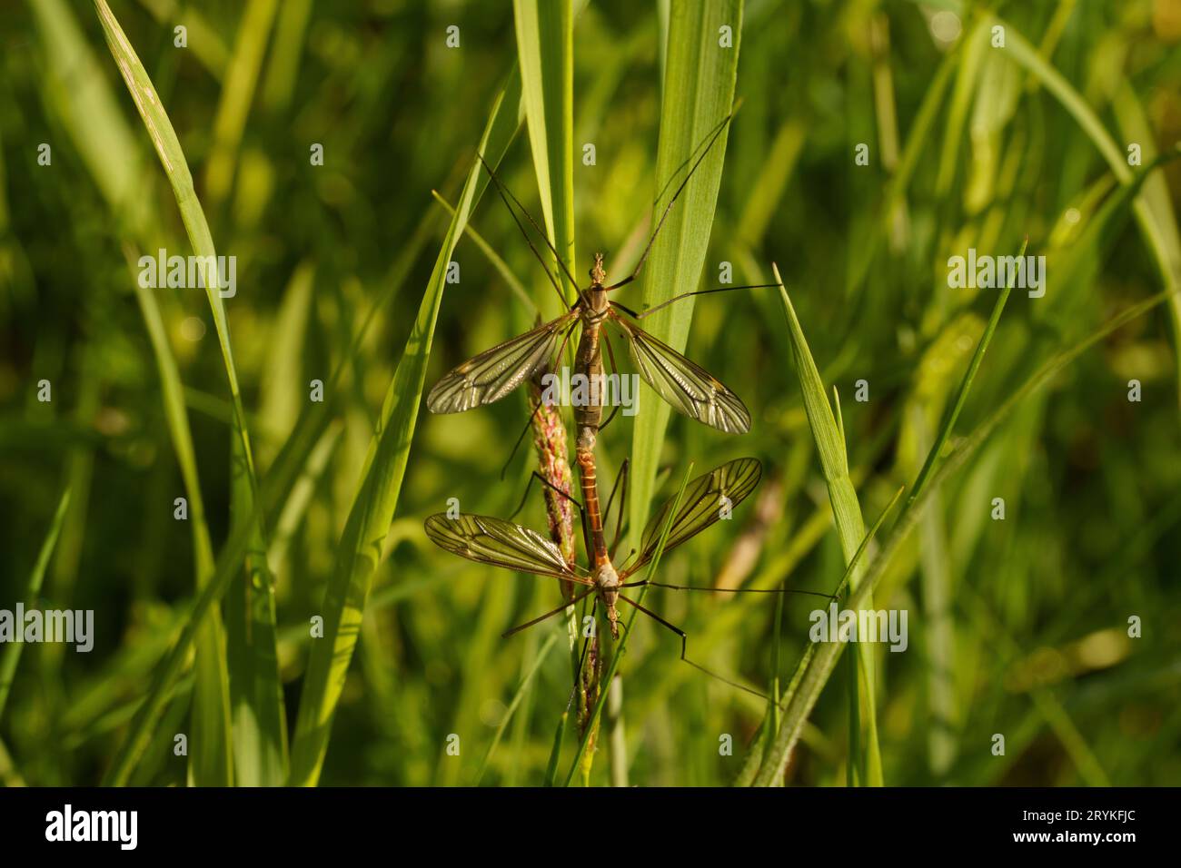 Tipula nubeculosa Family Tipulidae Genus Tipula Large cranefly Mosquito wild nature insect wallpaper, picture, photography Stock Photo