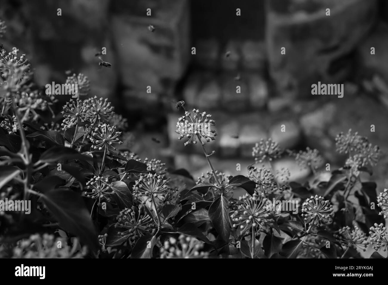 How to plant flowers Black and White Stock Photos & Images - Alamy