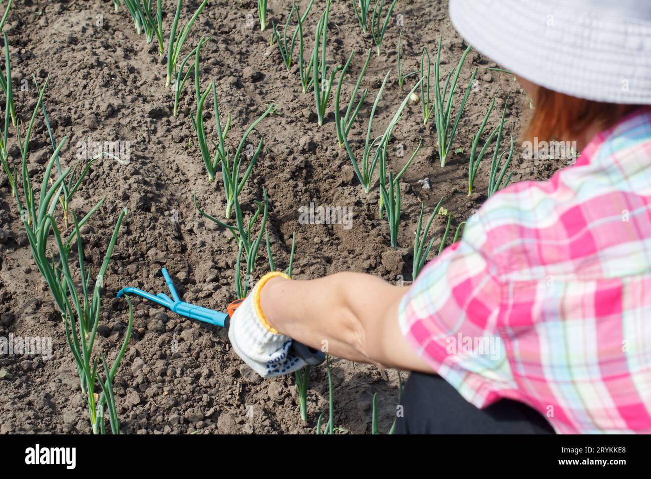 Gardener is loosening soil around the onions using a hand garden rake ...
