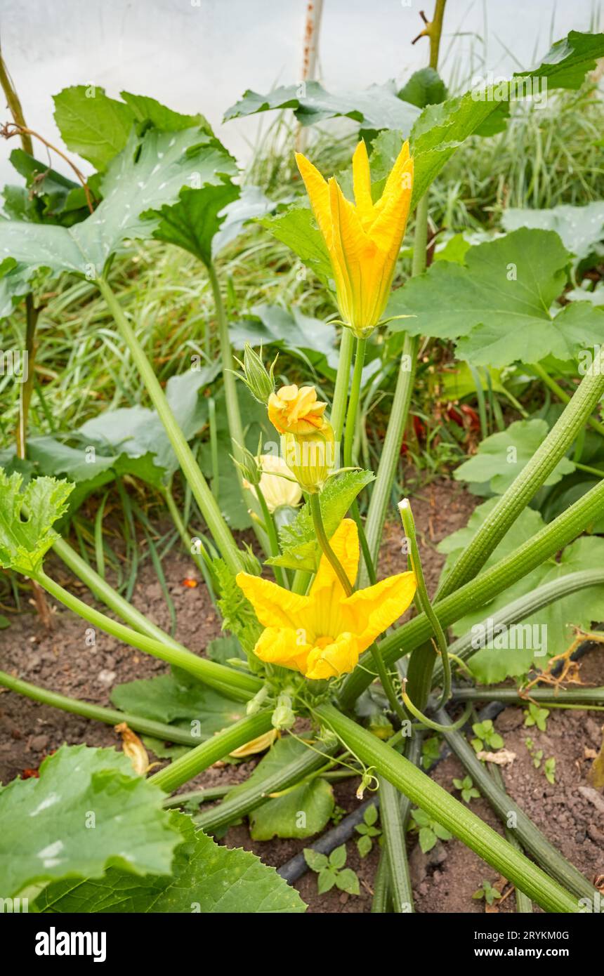 Close up photo of edible zucchini flowers on an organic greenhouse farm
