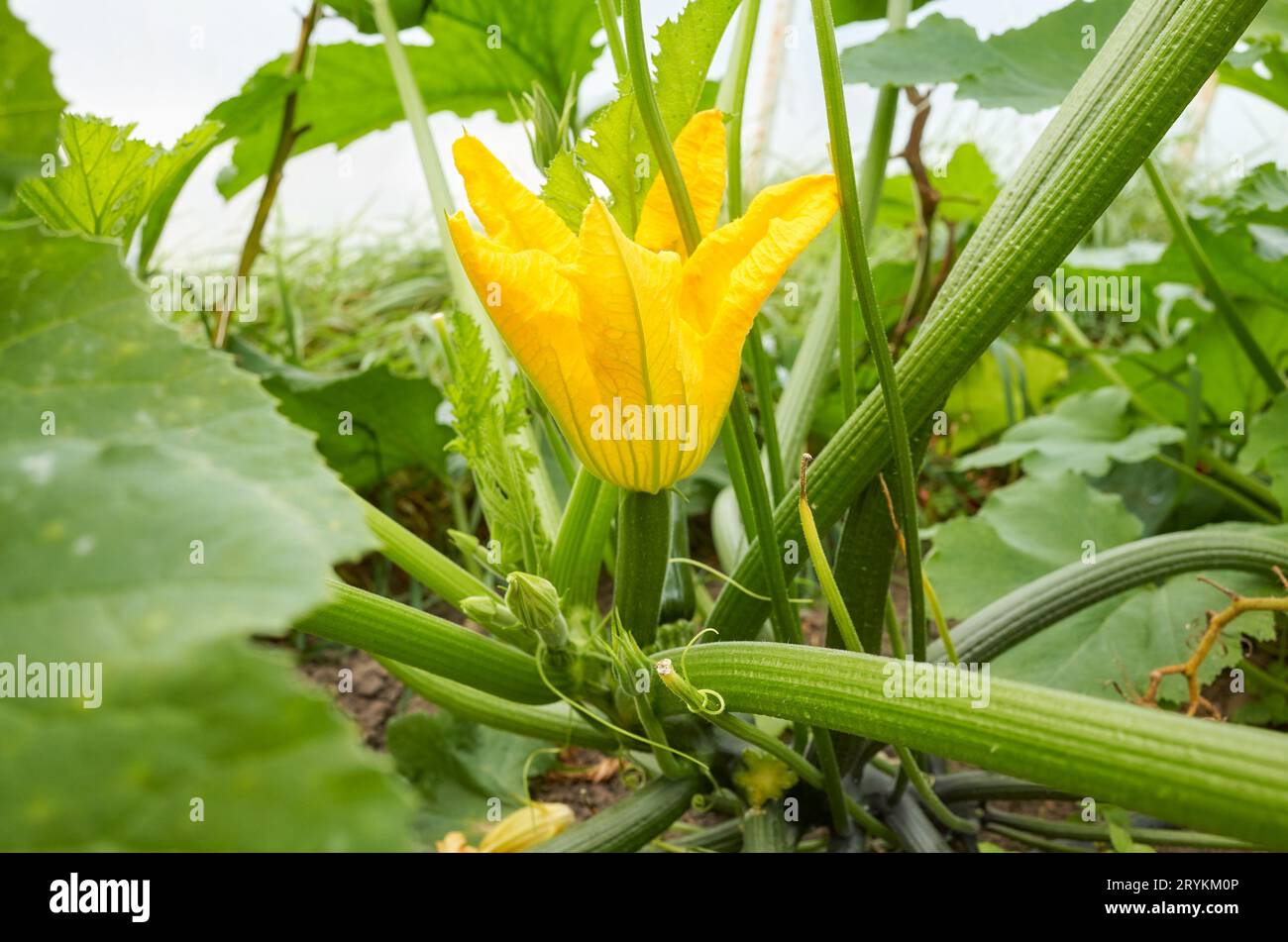 Close up photo of edible zucchini flowers on an organic greenhouse farm