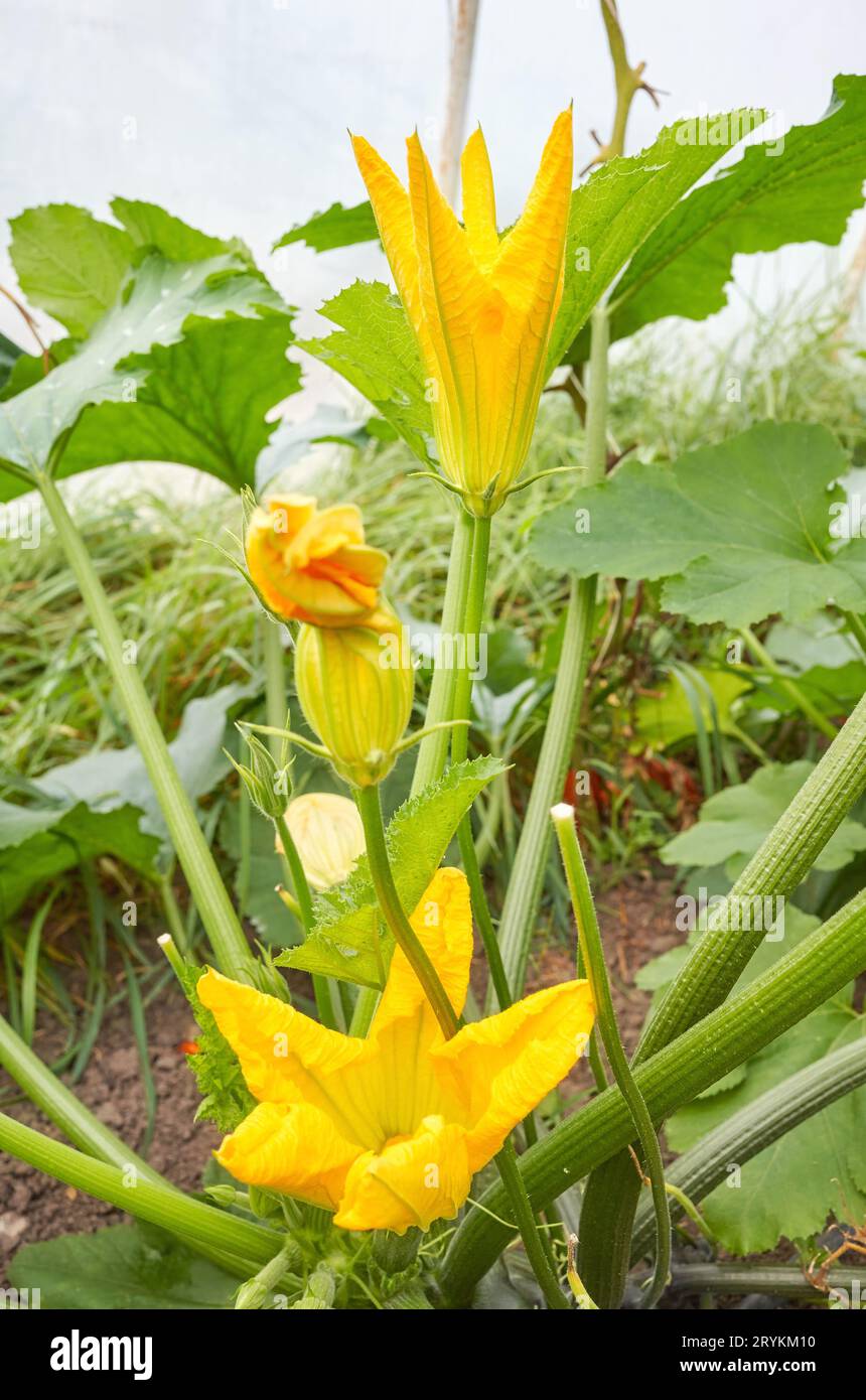 Close up photo of edible zucchini flowers on an organic greenhouse farm