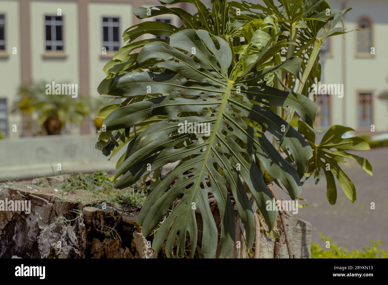 Leaves of a huge monstera plant in urban place of San Jose in Costa rica,  ornament on one of many town squares Stock Photo - Alamy