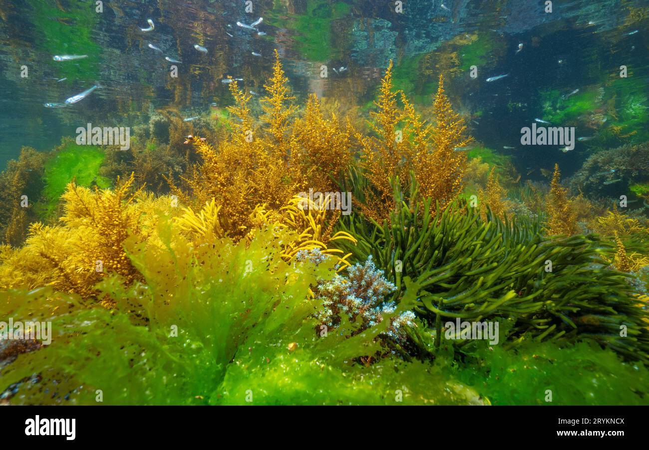 Green and brown seaweed underwater in the ocean, Eastern Atlantic, natural scene, Spain, Galicia, Rias Baixas Stock Photo