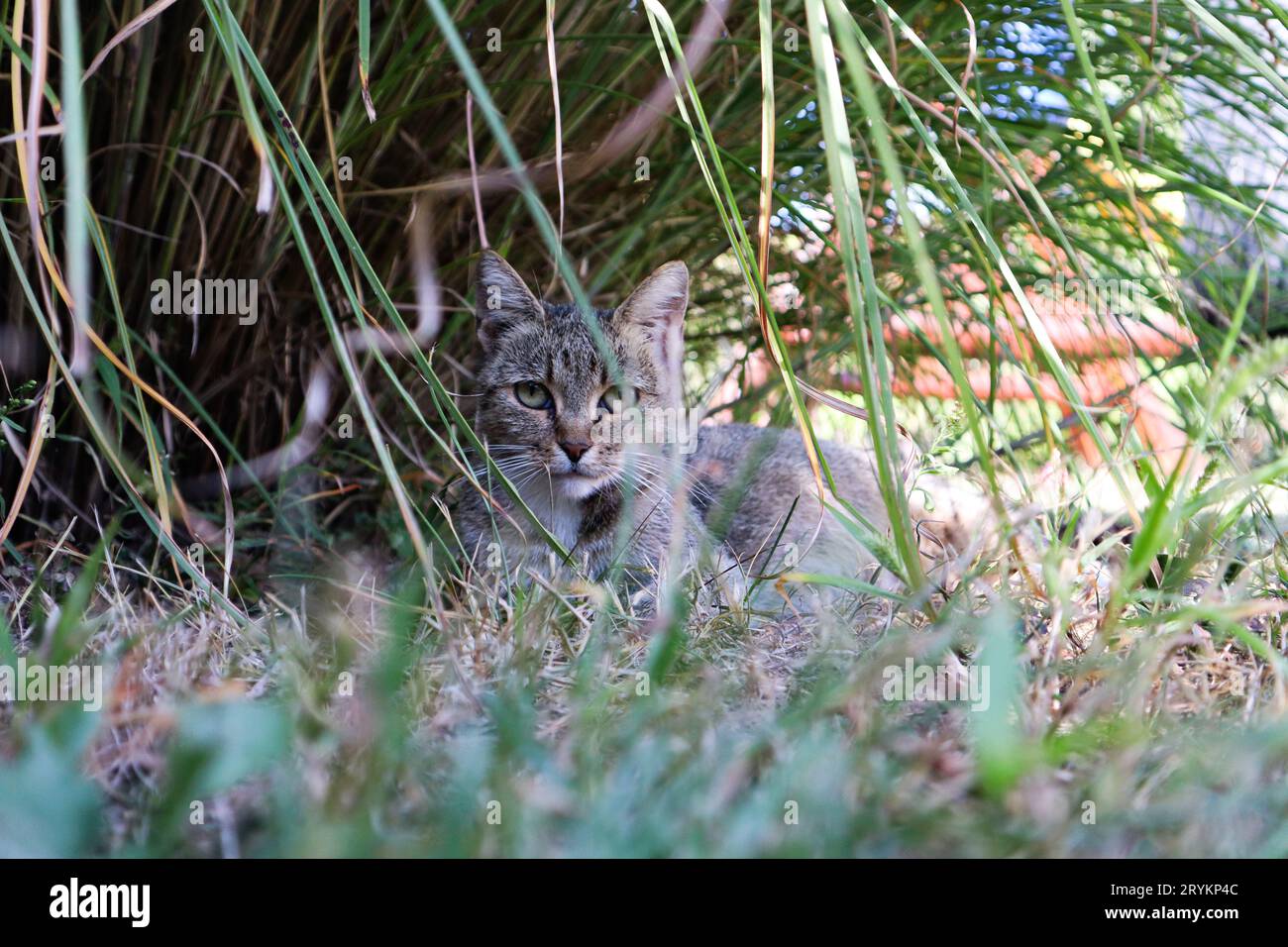 The Art of concealment Stock Photo