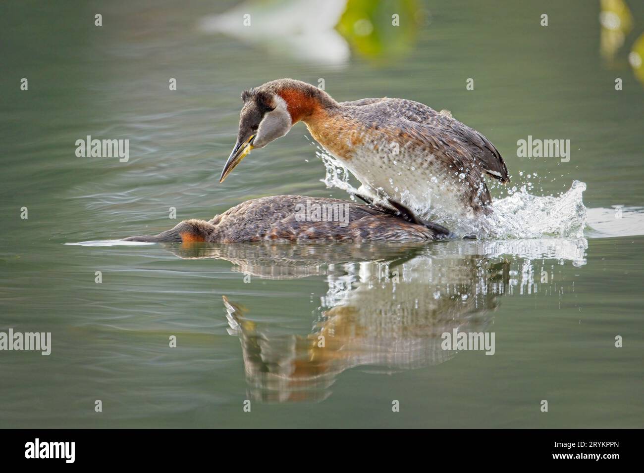 Male and female grebe mating. Stock Photo