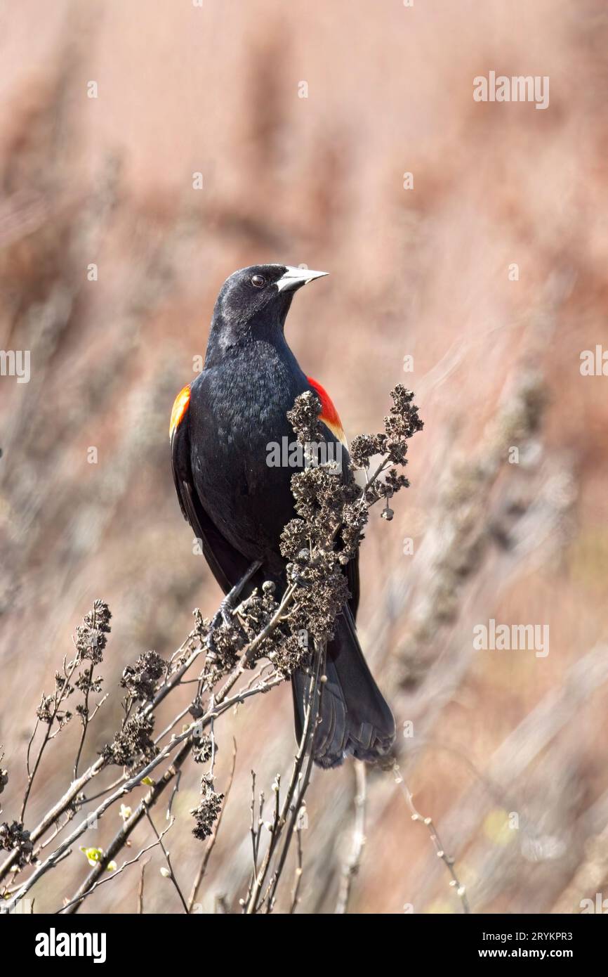 Portraiture of red winged blackbird. Stock Photo