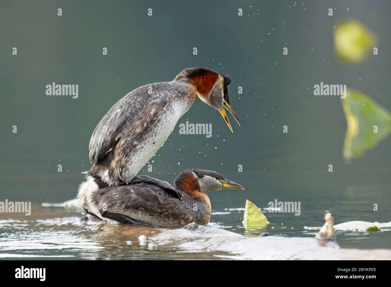 Grebe couple mating on a log. Stock Photo