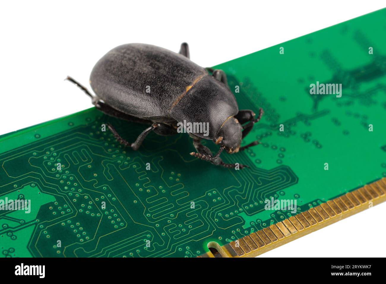 Bug on PC memory circuit board. Computer error concept. Isolated on ...