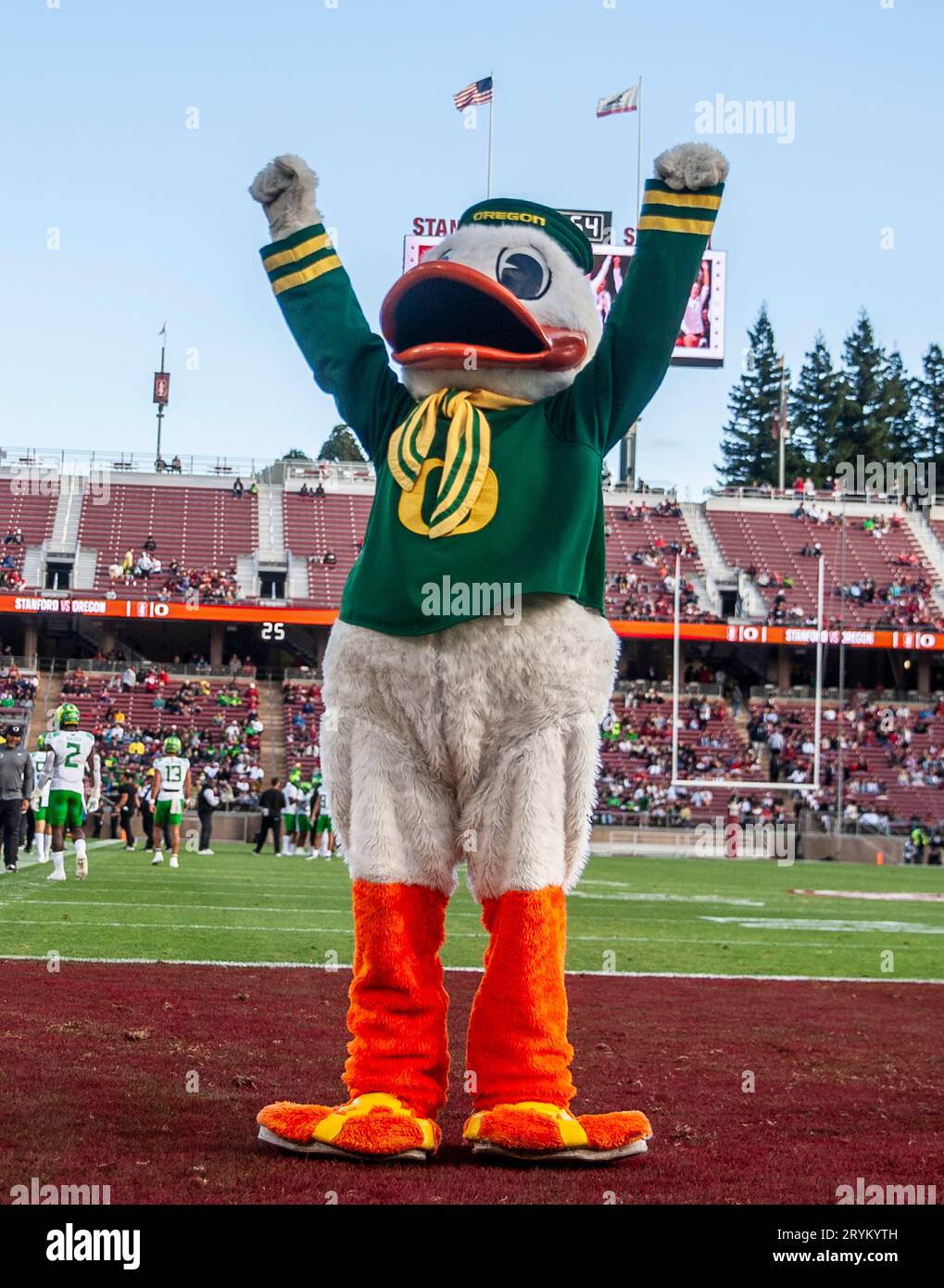 September 30 2023 Palo Alto, CA USA Oregon Duck celebrates an Oregon touchdown during the NCAA Football game between the Oregon Ducks and the Stanford Cardinal.Oregon beat Stanford 42-6 at Stanford Stadium Palo Alto, CA Thurman James/CSM (Credit Image: © Thurman James/Cal Sport Media) Stock Photo