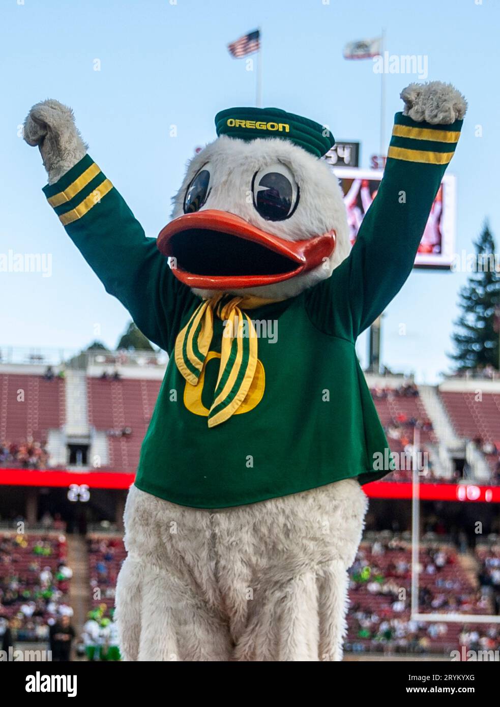 September 30 2023 Palo Alto, CA USA Oregon Duck celebrates an Oregon touchdown during the NCAA Football game between the Oregon Ducks and the Stanford Cardinal.Oregon beat Stanford 42-6 at Stanford Stadium Palo Alto, CA Thurman James/CSM (Credit Image: © Thurman James/Cal Sport Media) Stock Photo