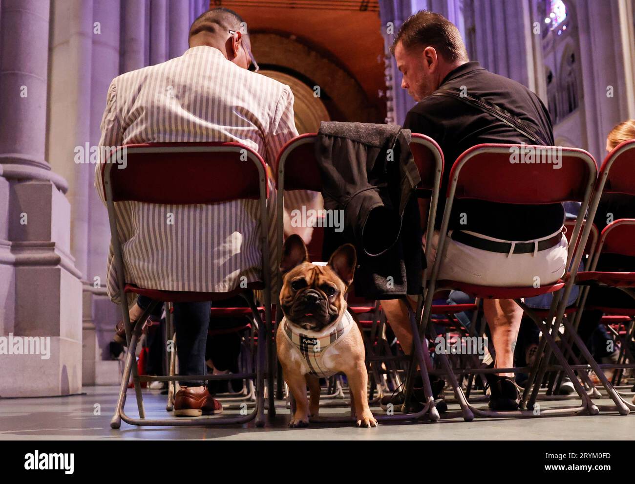 New York City, United States. 01st Oct, 2023. A French Bulldog waits to receive a blessing at a celebration for the Feast of St. Francis with an in-person service and an outdoor festival to honor the animals of the city and the world at the Cathedral of St. John the Divine in New York City on Sunday, October 1, 2023. St. Francis of Assisi was the patron saint of animals. Photo by John Angelillo/UPI Credit: UPI/Alamy Live News Stock Photo
