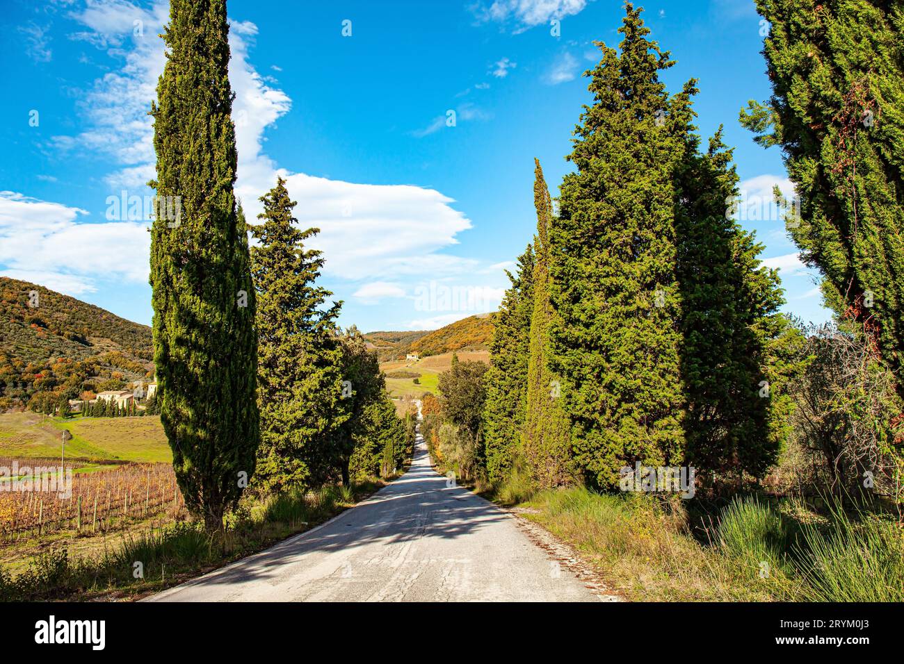 Slender cypress trees Stock Photo