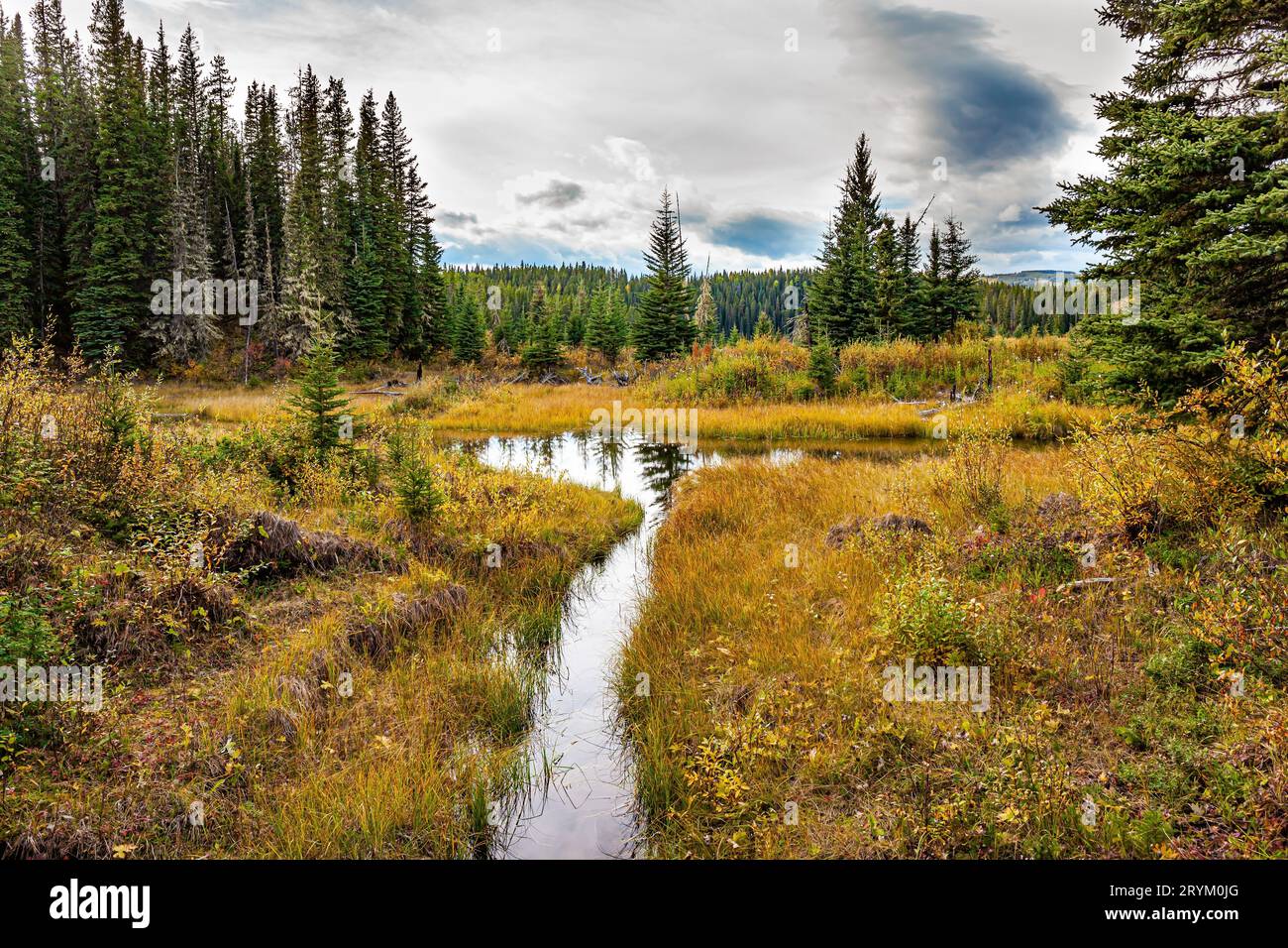 Tall and narrow trees hi-res stock photography and images - Alamy