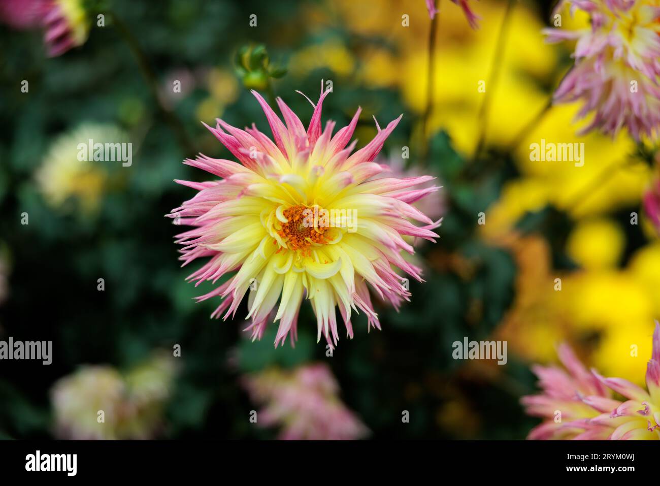 Beautiful red yellow orange and pink flowers at Gardens by the bay in ...