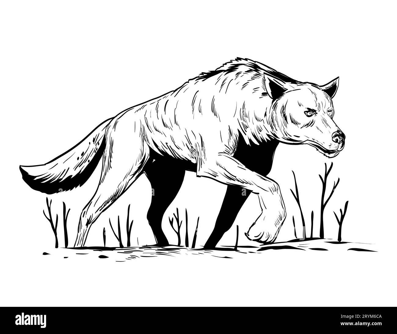 Wolf or Wild Dog Stalking During Winter Viewed from Low Angle Comics Style Drawing Stock Photo
