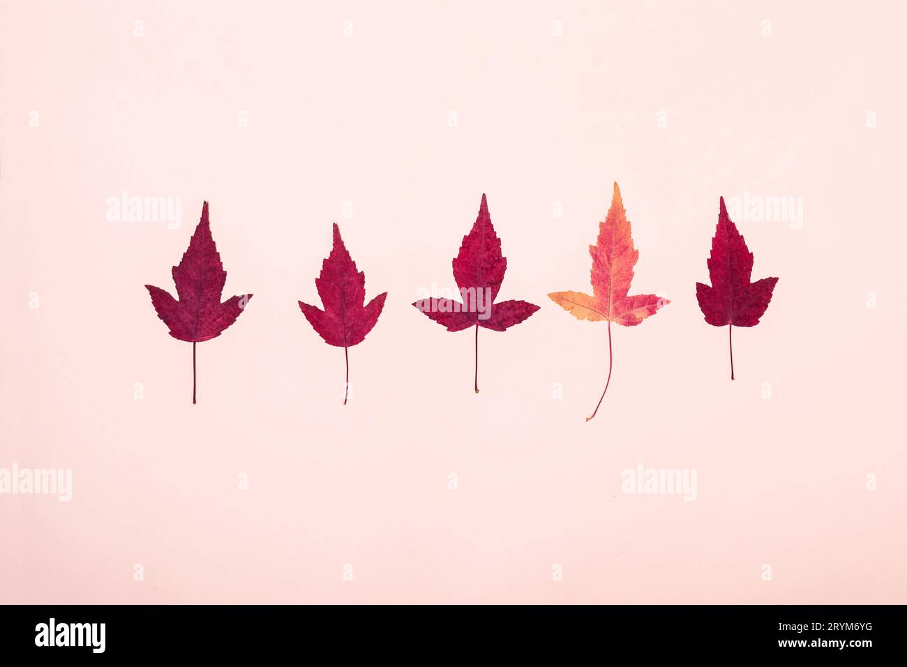 Multicolored autumn leaves pattern on pink background Stock Photo