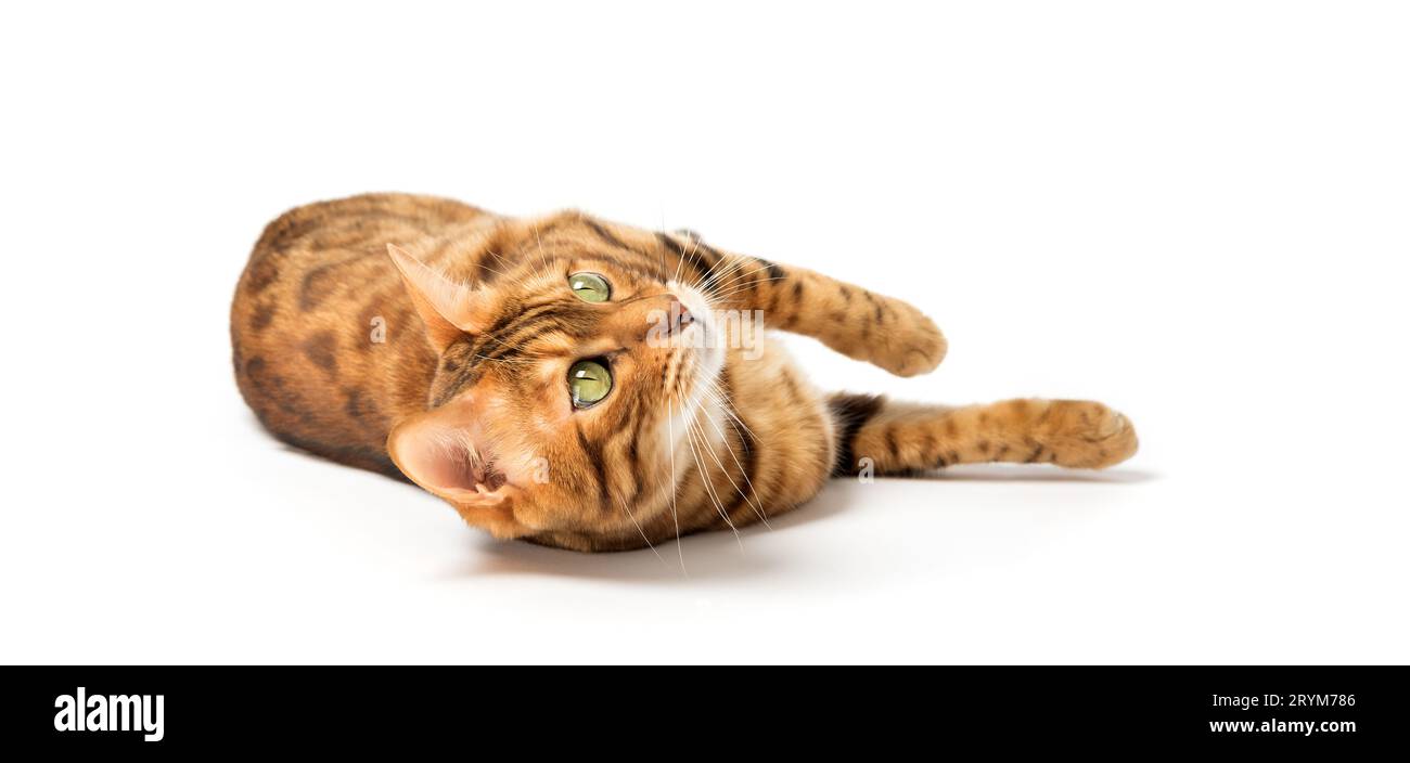 Relaxed cat lies isolated on a white background. Stock Photo