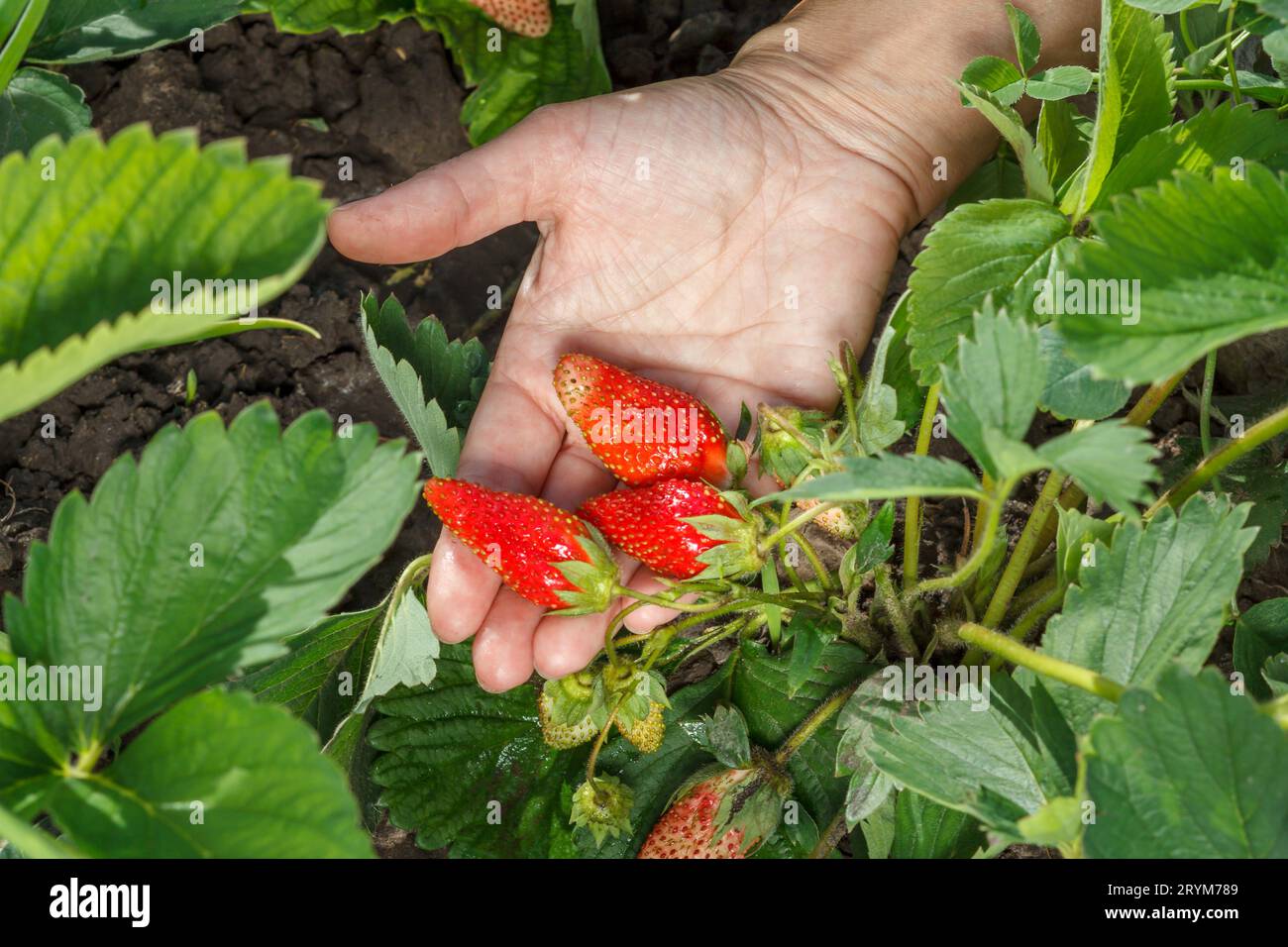 Woman is holding strawberries in the hand Stock Photo - Alamy