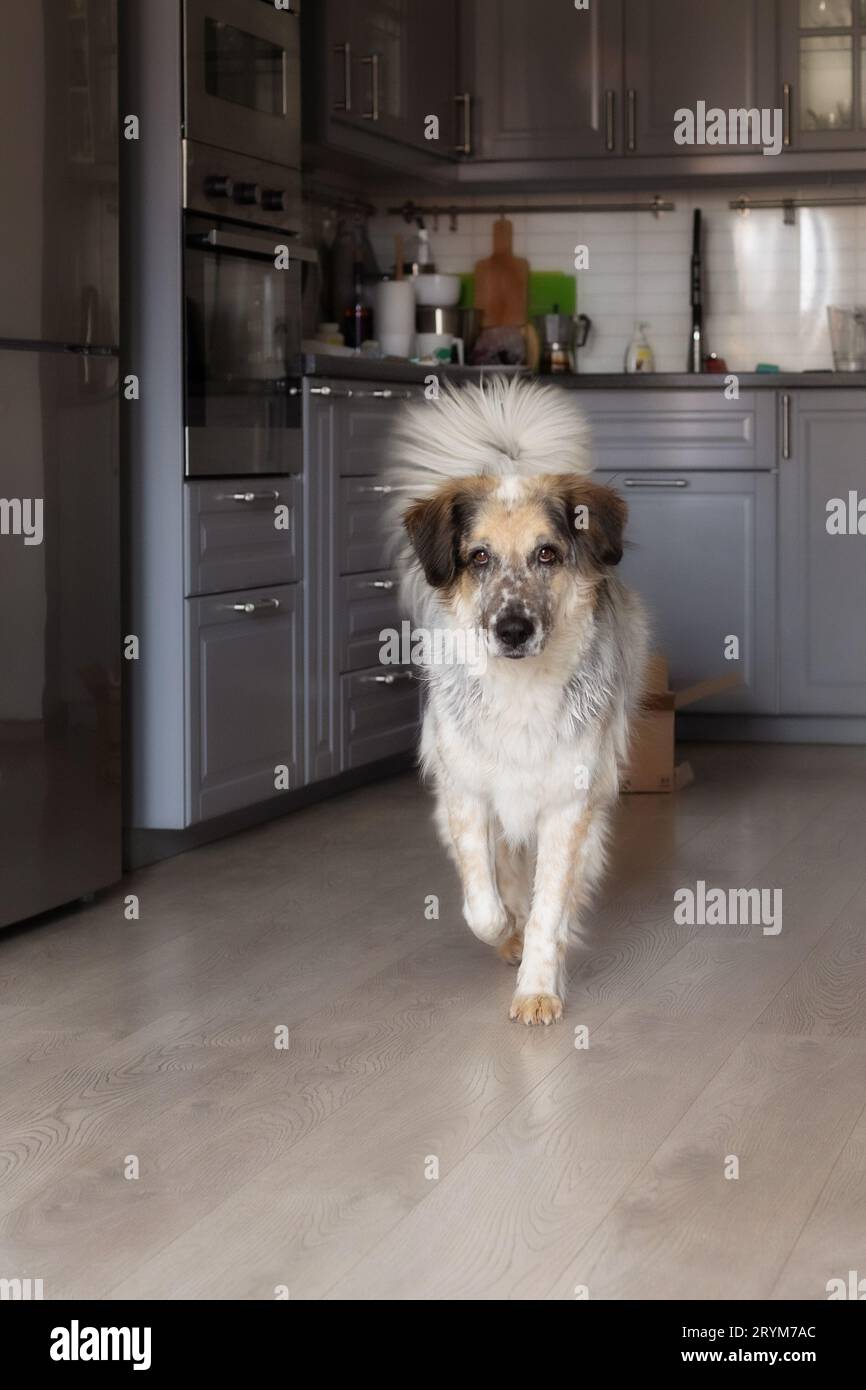 big-dog-fluffy-tail-hi-res-stock-photography-and-images-alamy