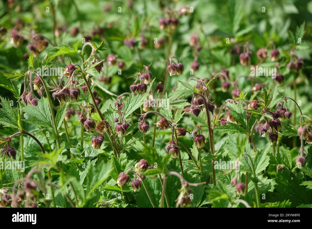 Geum rivale, water avens Stock Photo