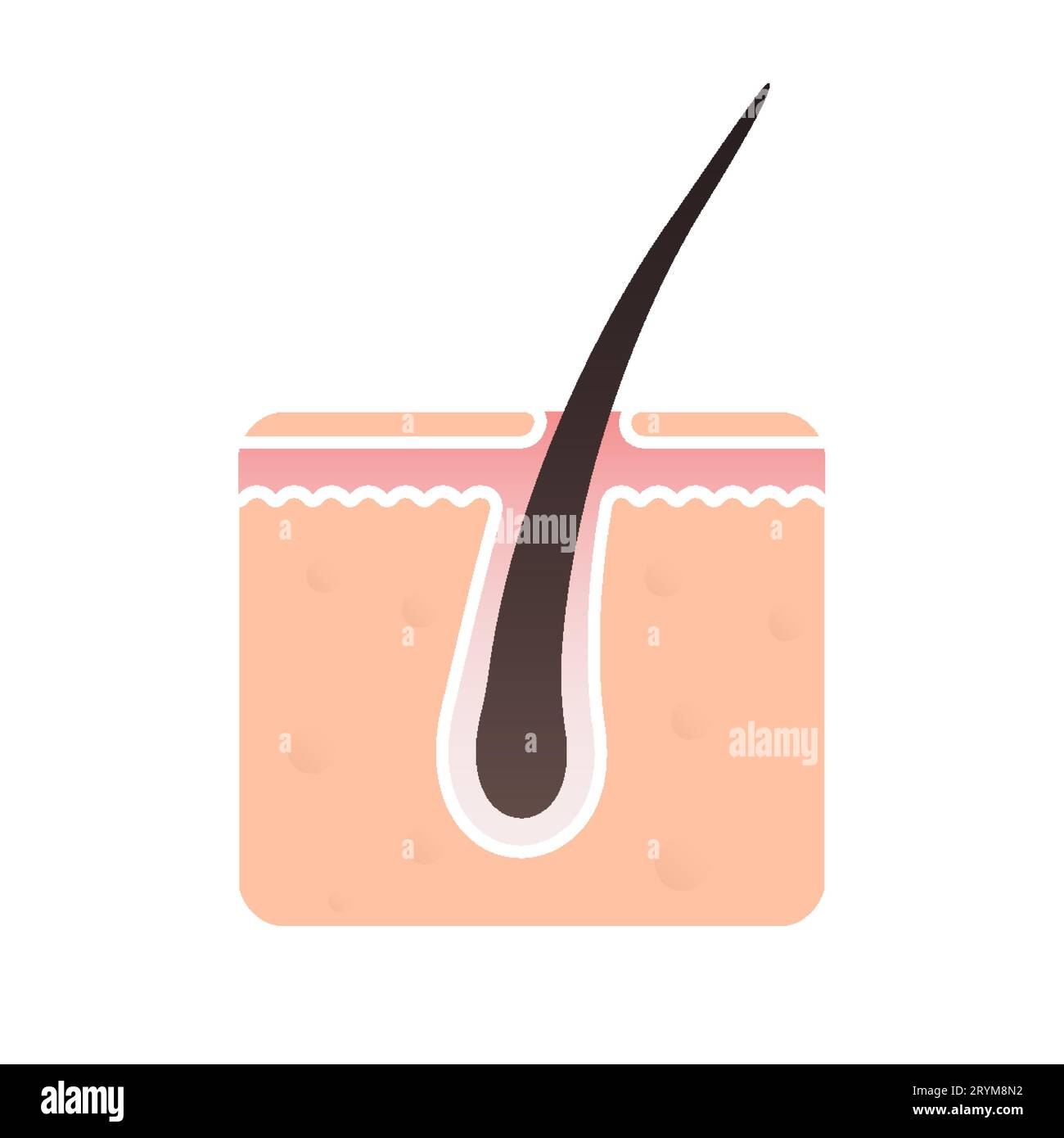 Hair follicle structure vector flat icon. Hair bulb follicle pore, head
