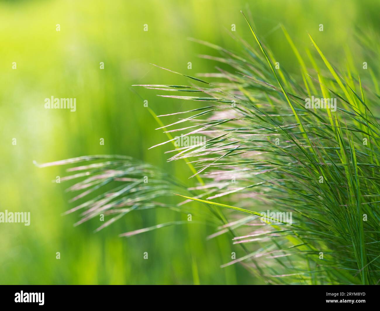 Fresh grass in spring background Stock Photo