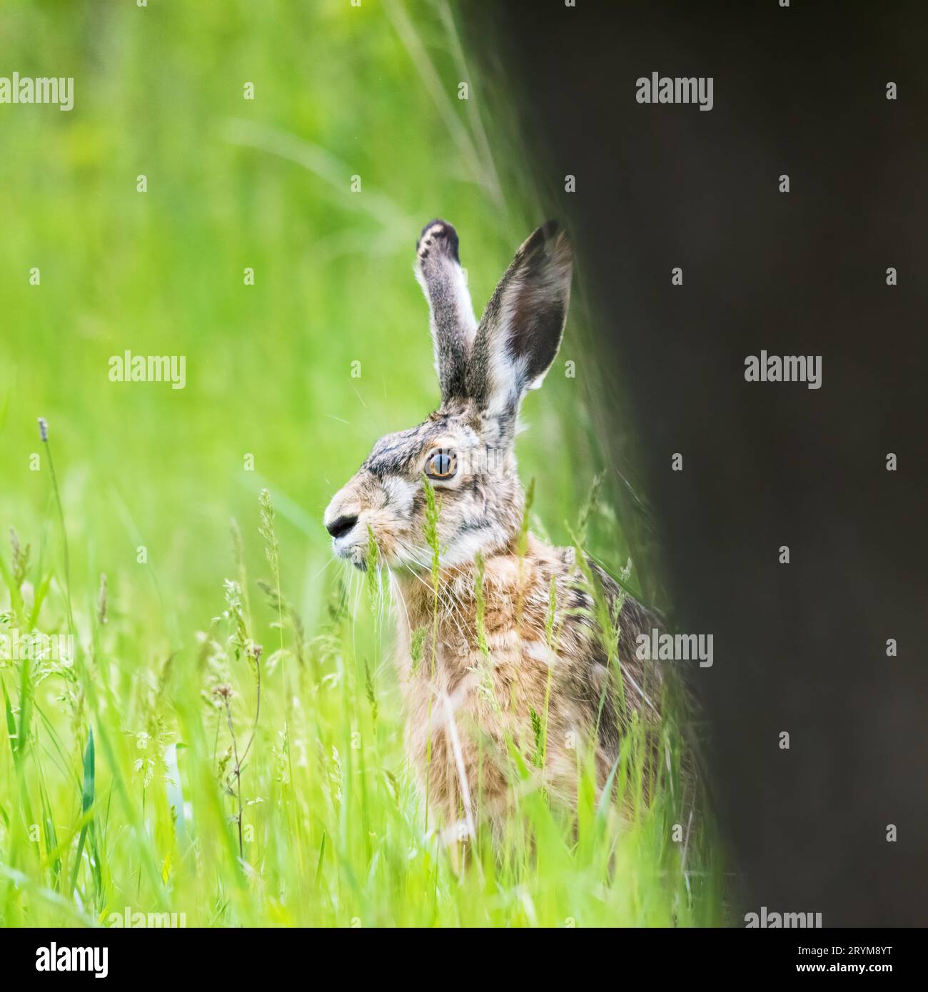 A well-disguised lone hare pauses behind a tree Stock Photo