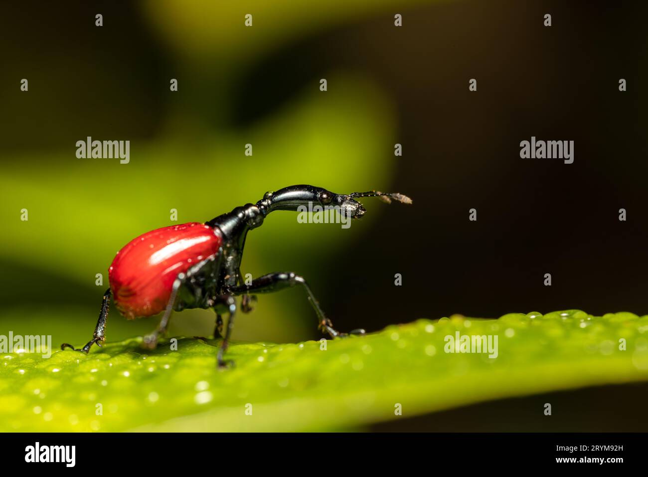 Female of Giraffe Weevil, Trachelophorus Giraffa, Ranomafana ...