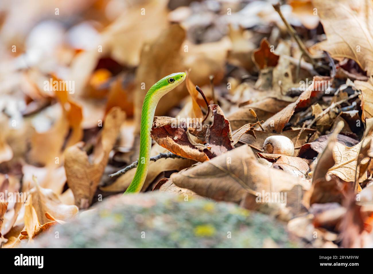 Close up shot of a rough green snake in the Wichita Mountains National Wildlife Refuge at Oklahoma Stock Photo