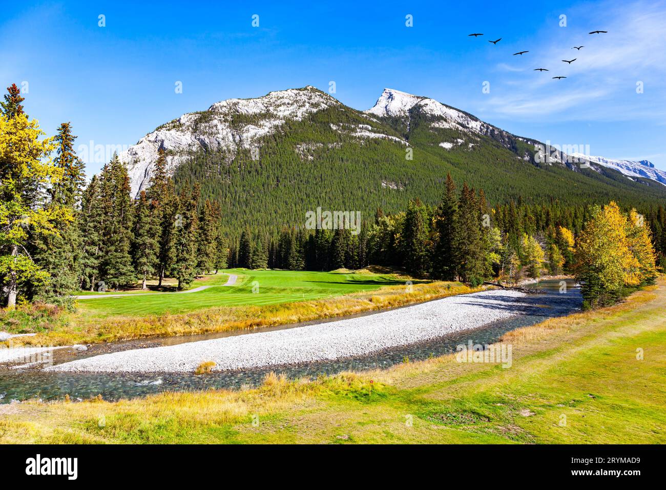 Indian flies hi-res stock photography and images - Alamy