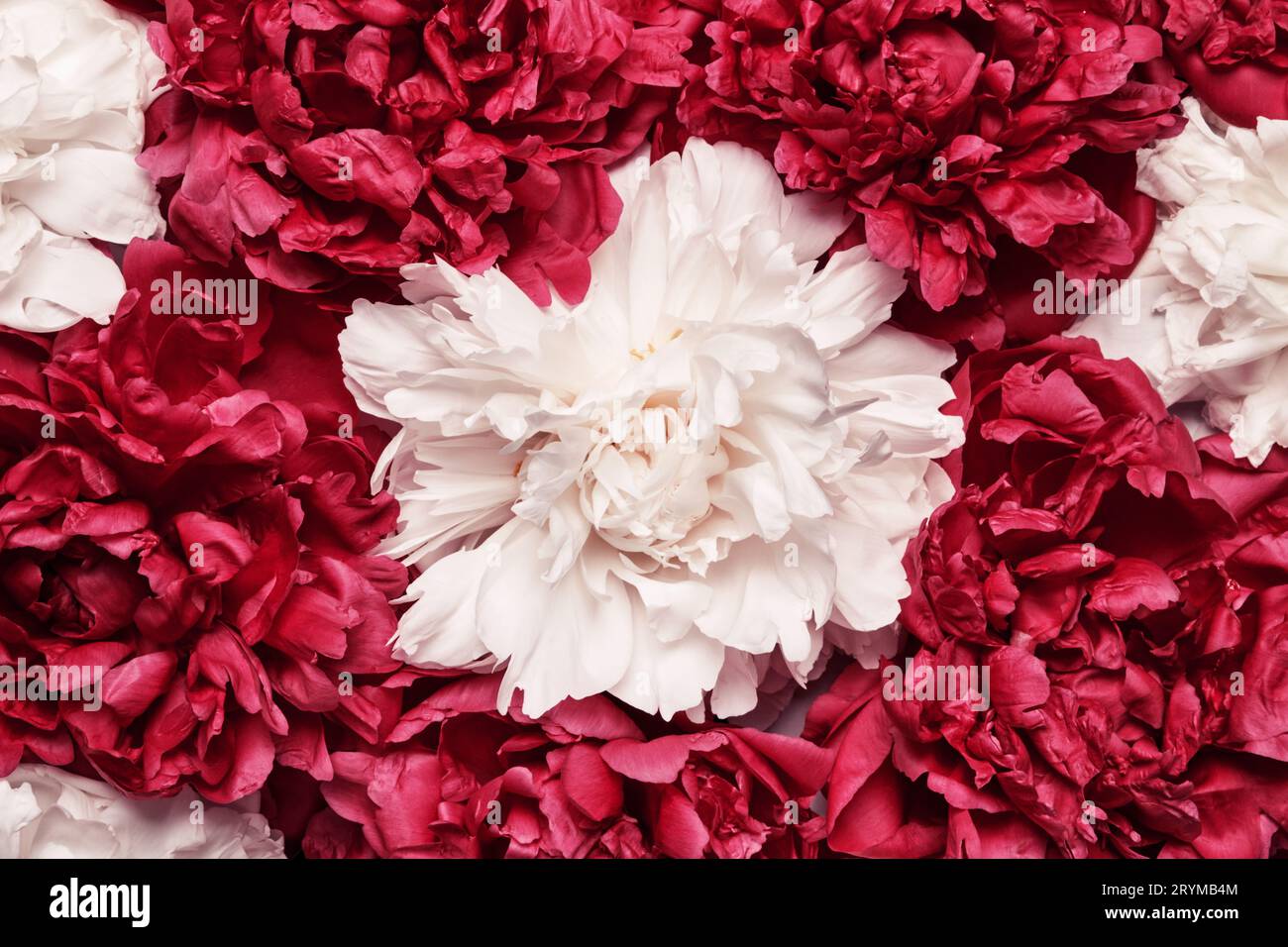 White and red peonies background. Beauty floral background. Festive flowers concept Stock Photo