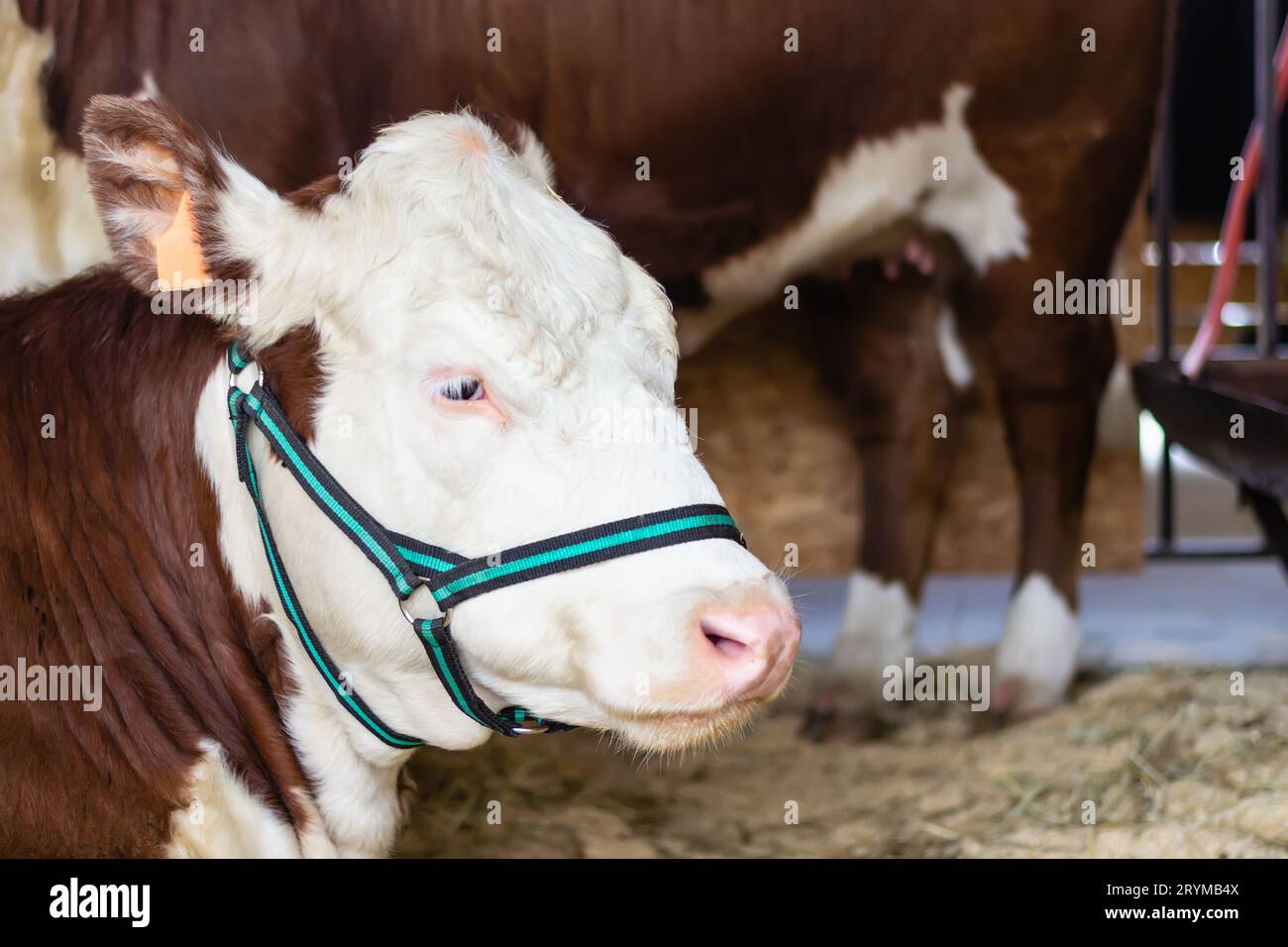 Portrait of purebred white brown cow with white eyelashes. Modern farming Stock Photo