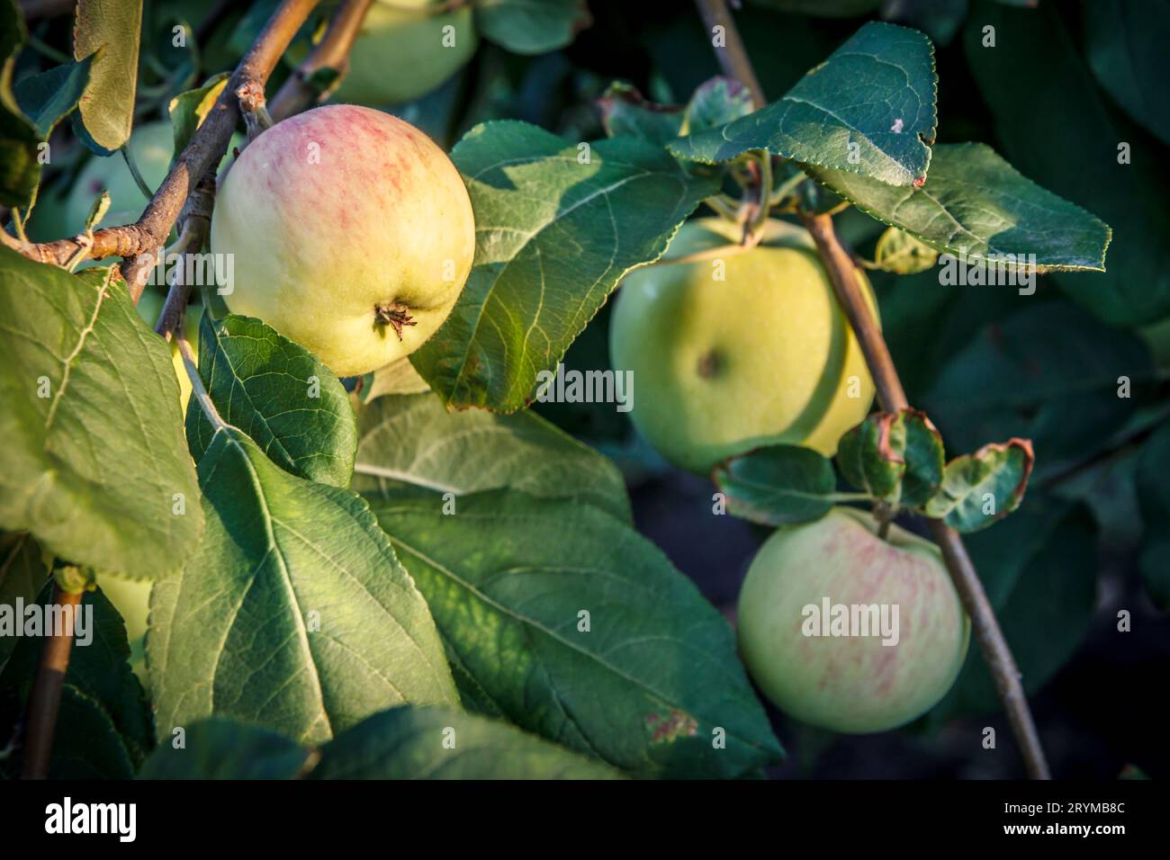 Image showcasing Apples on branches of the tree in the garden Stock Photo - Alamy