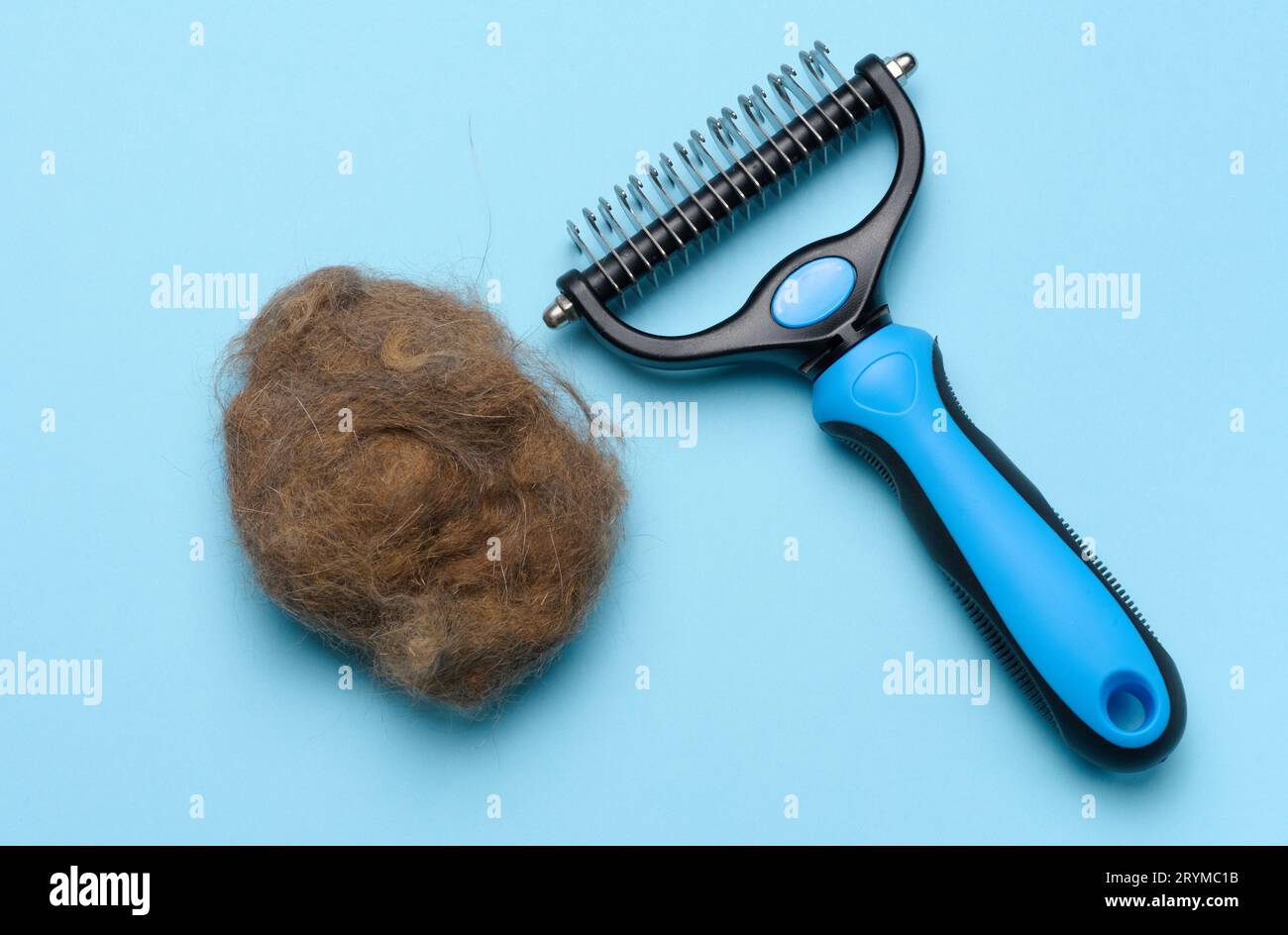 Animal trimmer and a tuft of gray wool on a blue background, top view. Item for grooming Stock Photo