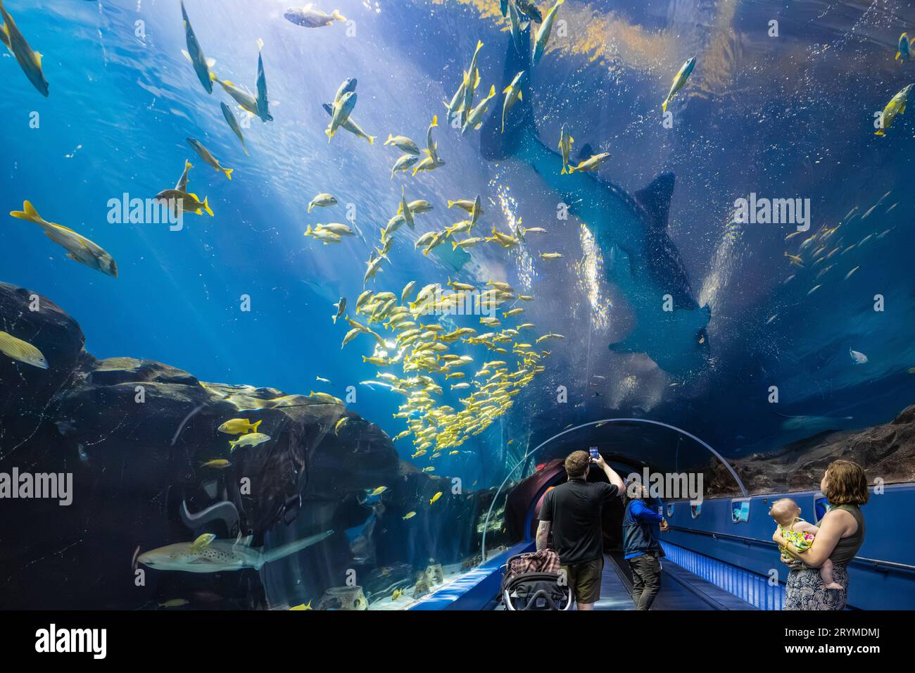 Young family enjoying a breathtaking underwater view from the tunnel at the Georgia Aquarium of a whale shark, zebra shark, rays, and porkfish. (USA) Stock Photo