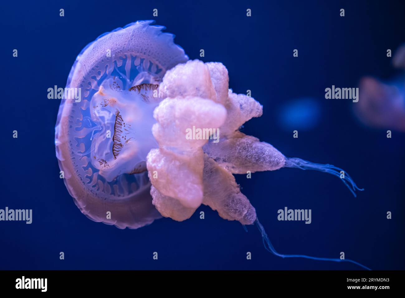 Marbled jellyfish (Lychnorhiza lucerna) swimming at the Georgia