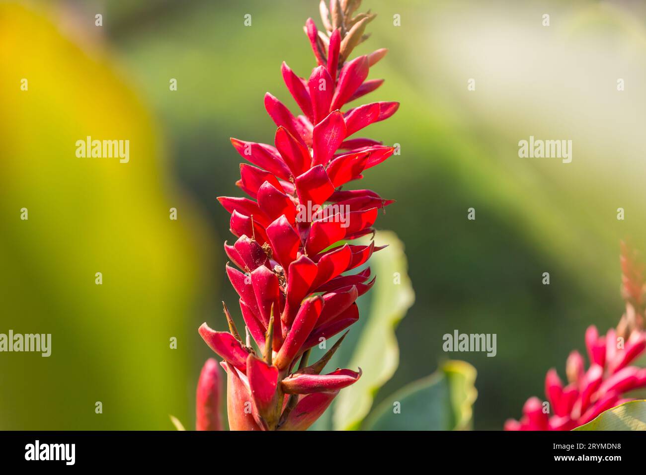 Exotic tropical hawaiian summer hi-res stock photography and images - Alamy