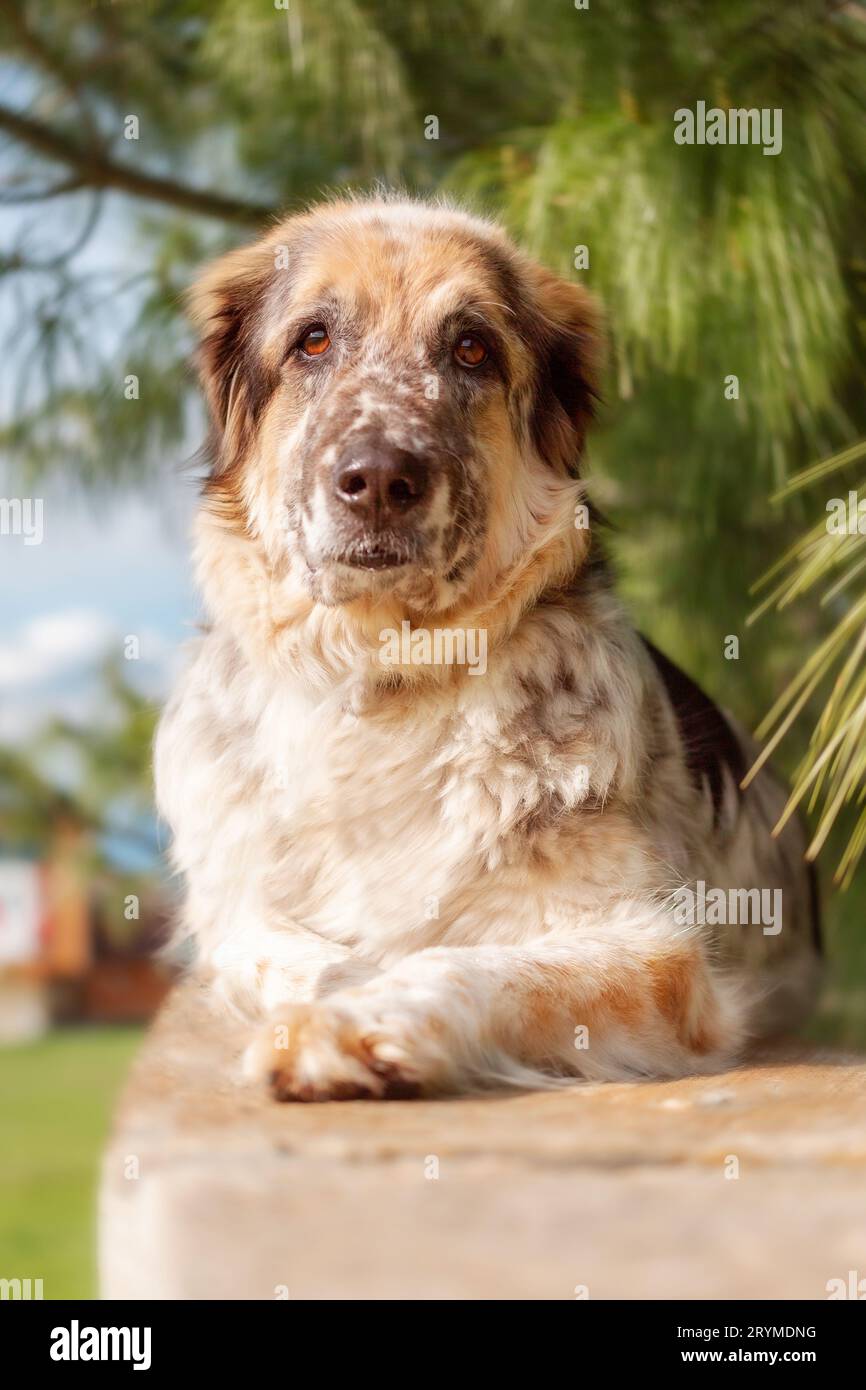 Big fluffy mixed breed dog lying down Stock Photo - Alamy